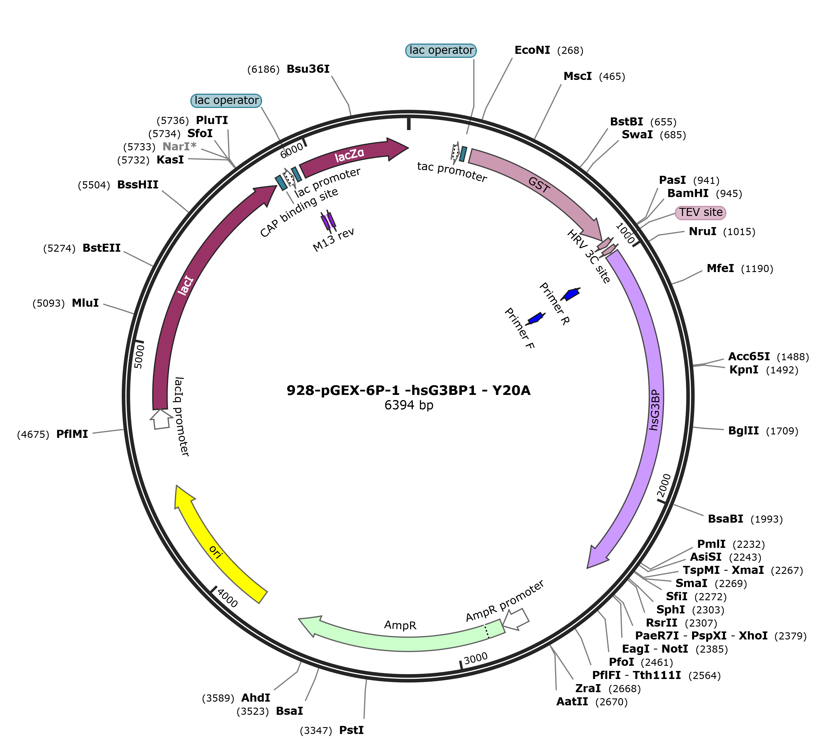 pGEX-6p-1-hsG3BP1 Y20A载体图谱.png